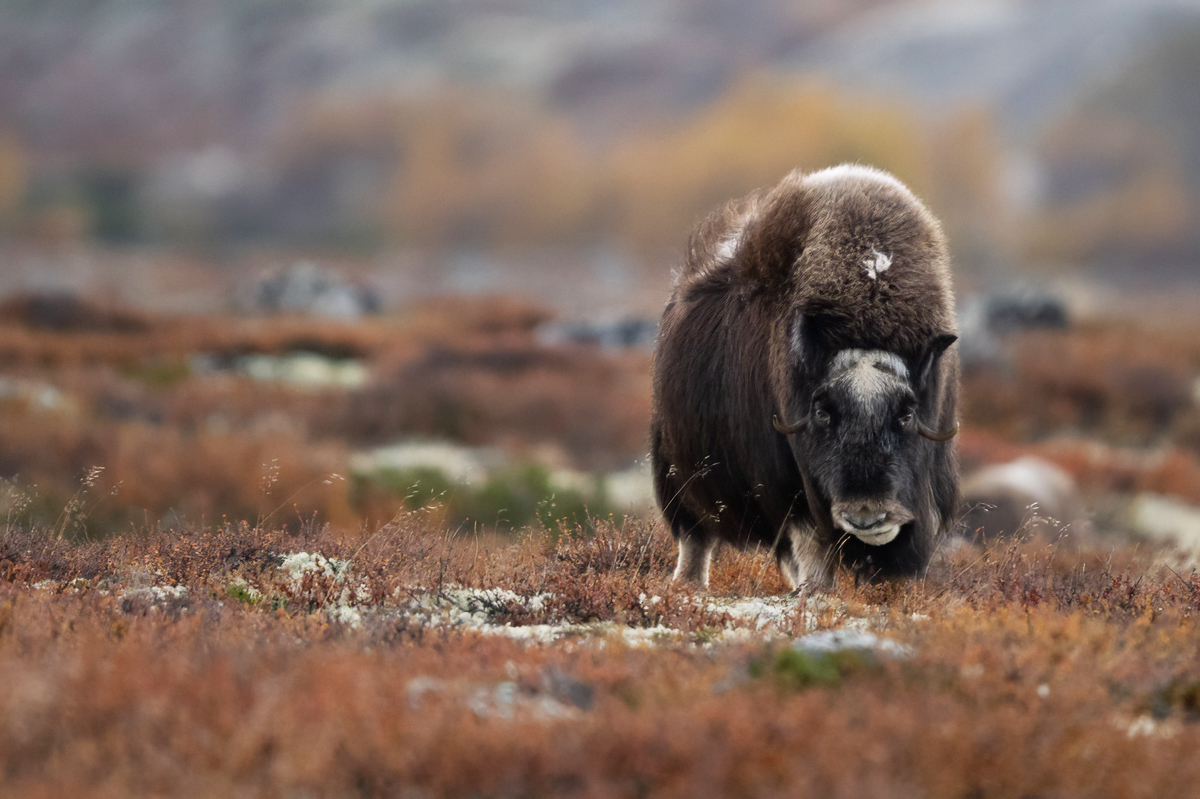 Young muskox at autumn