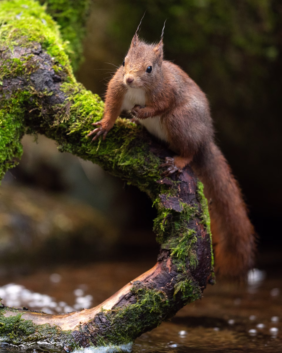 Squirrel at the creek