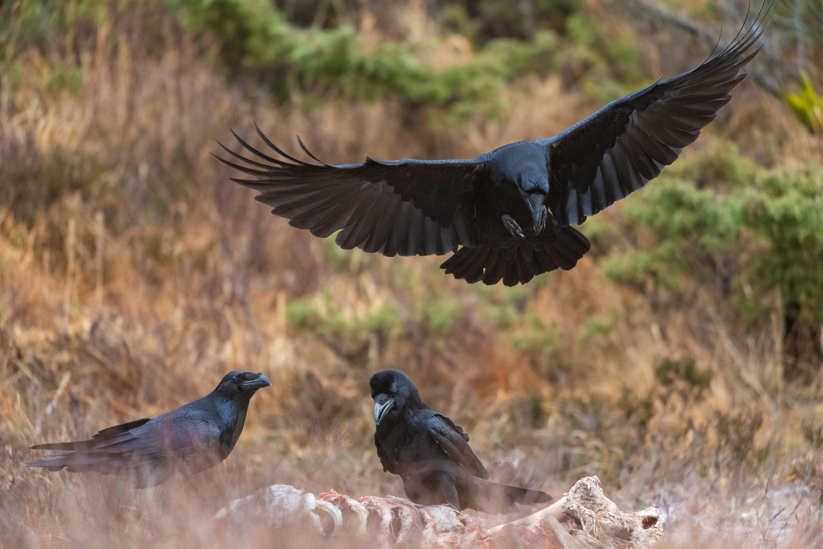 Ravens feeding on moose #2