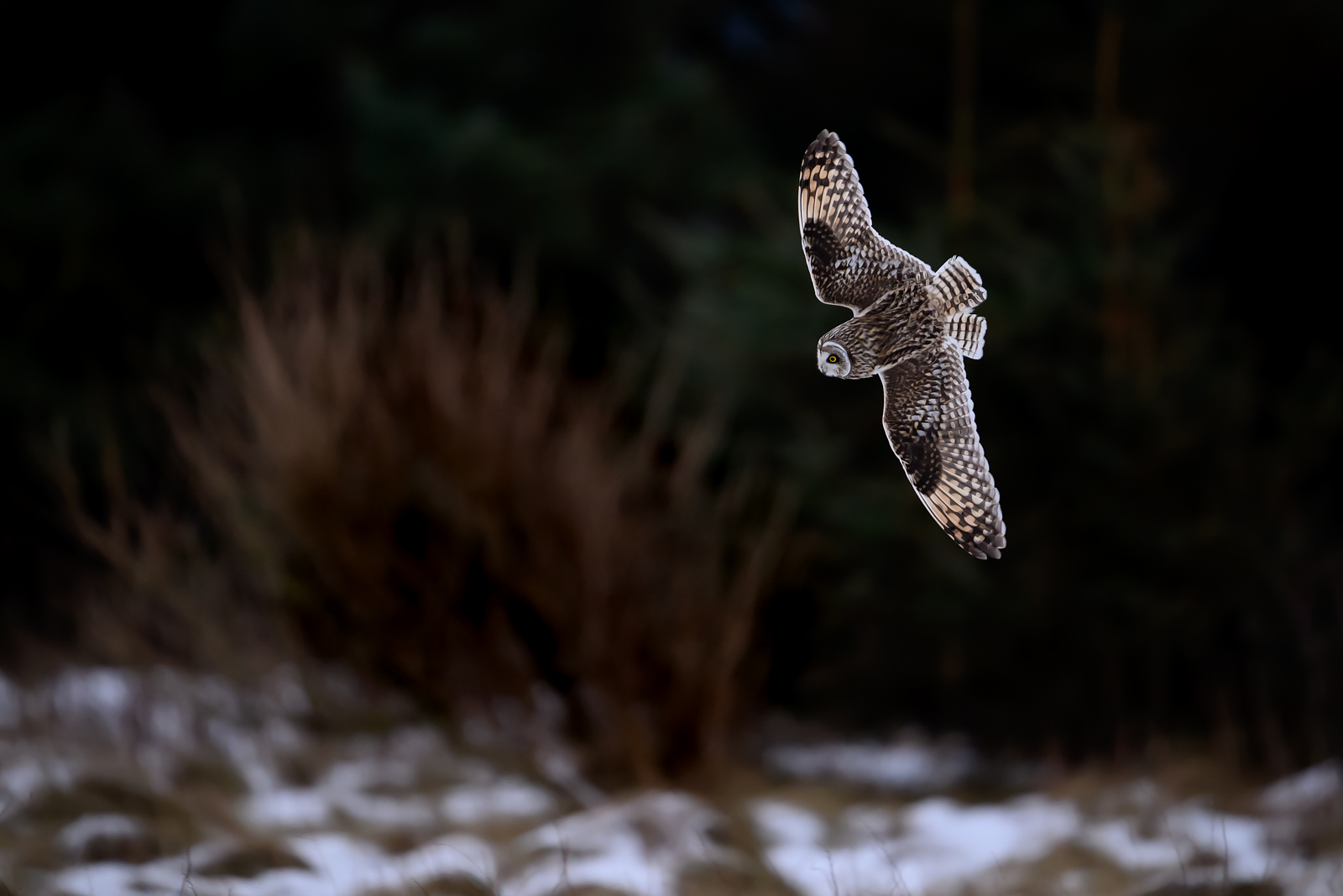 Short-eared owl with a target lock-on