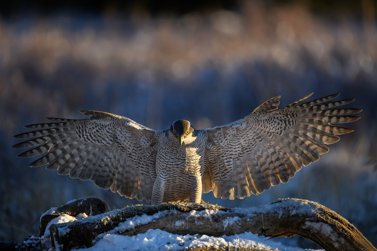 Goshawk showing the wingspan