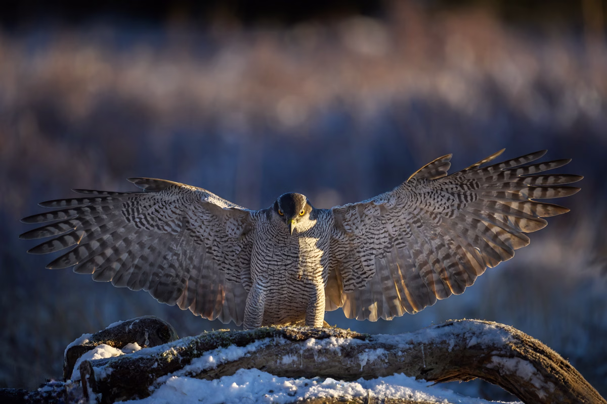 Goshawk showing the wingspan