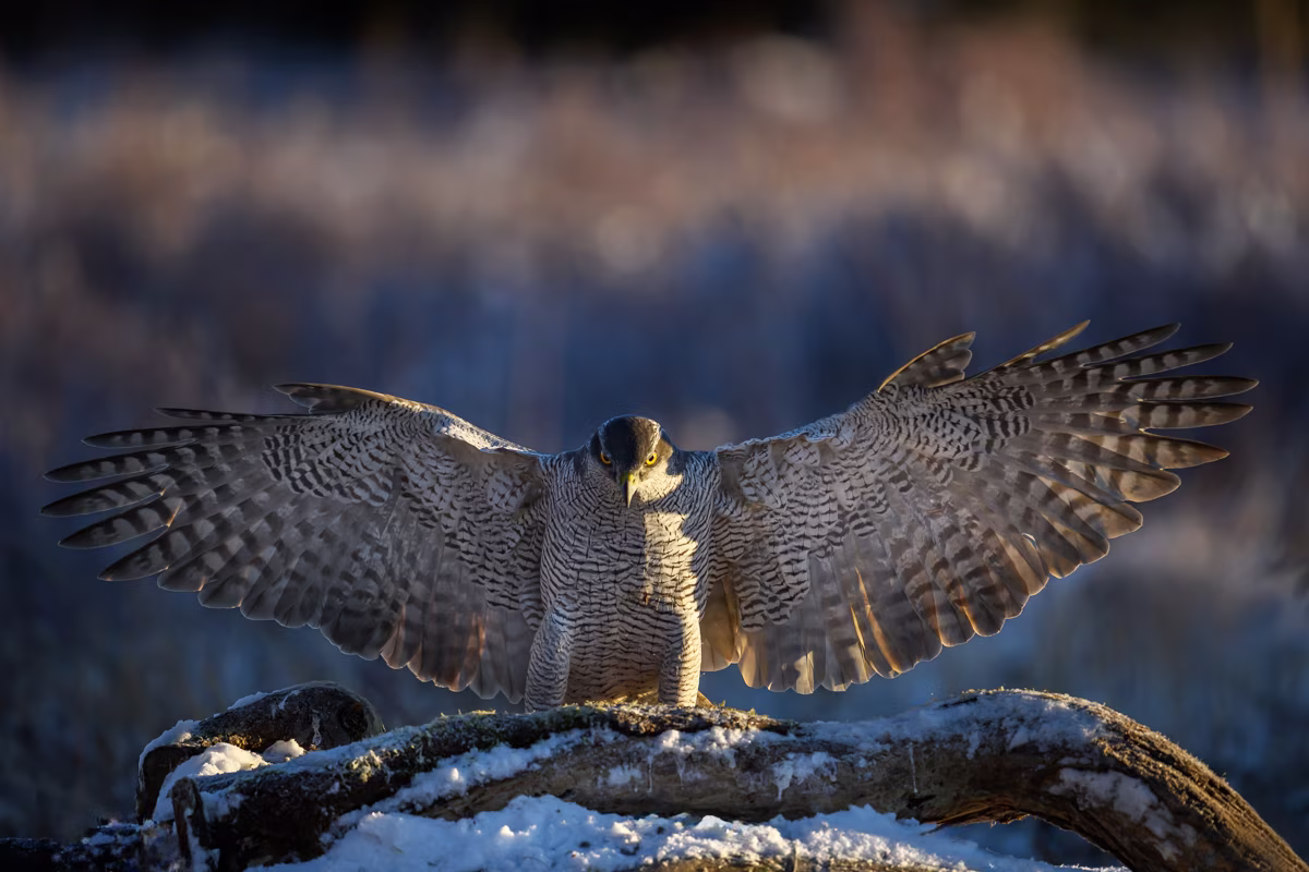Goshawk showing the wingspan