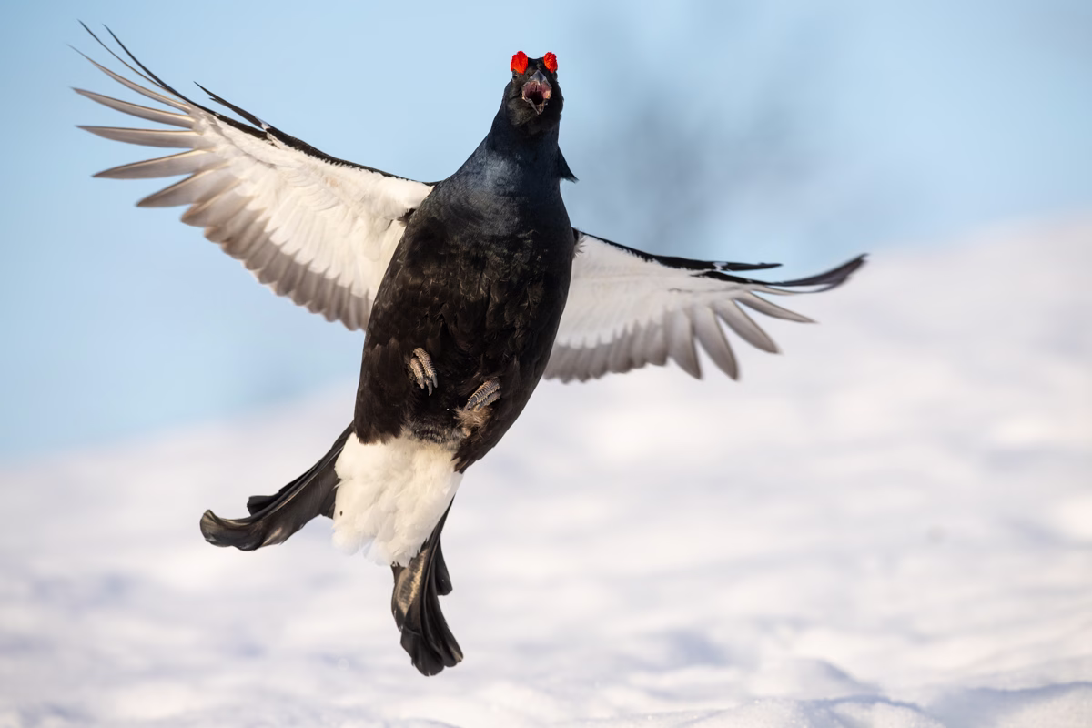 Black grouse in flutter jump