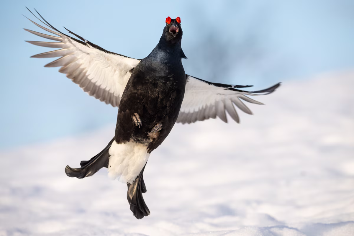 Black grouse in flutter jump