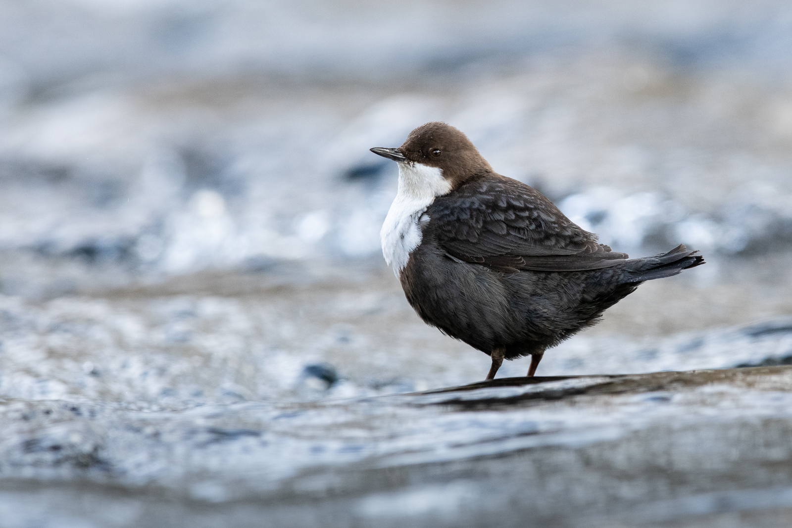 Dipper in the river