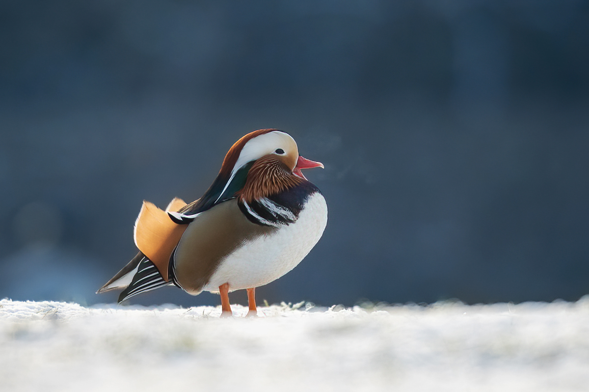 Mandaring duck singing in cold weather