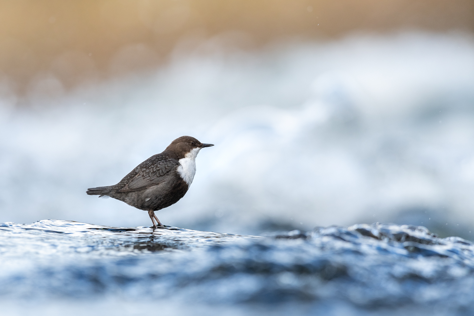 Dipper in the river