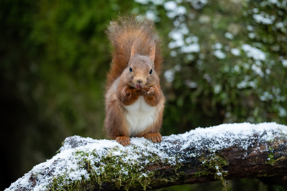 Squirrel cleaning its hands