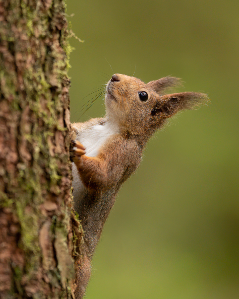 Squirrel climbing in the tree