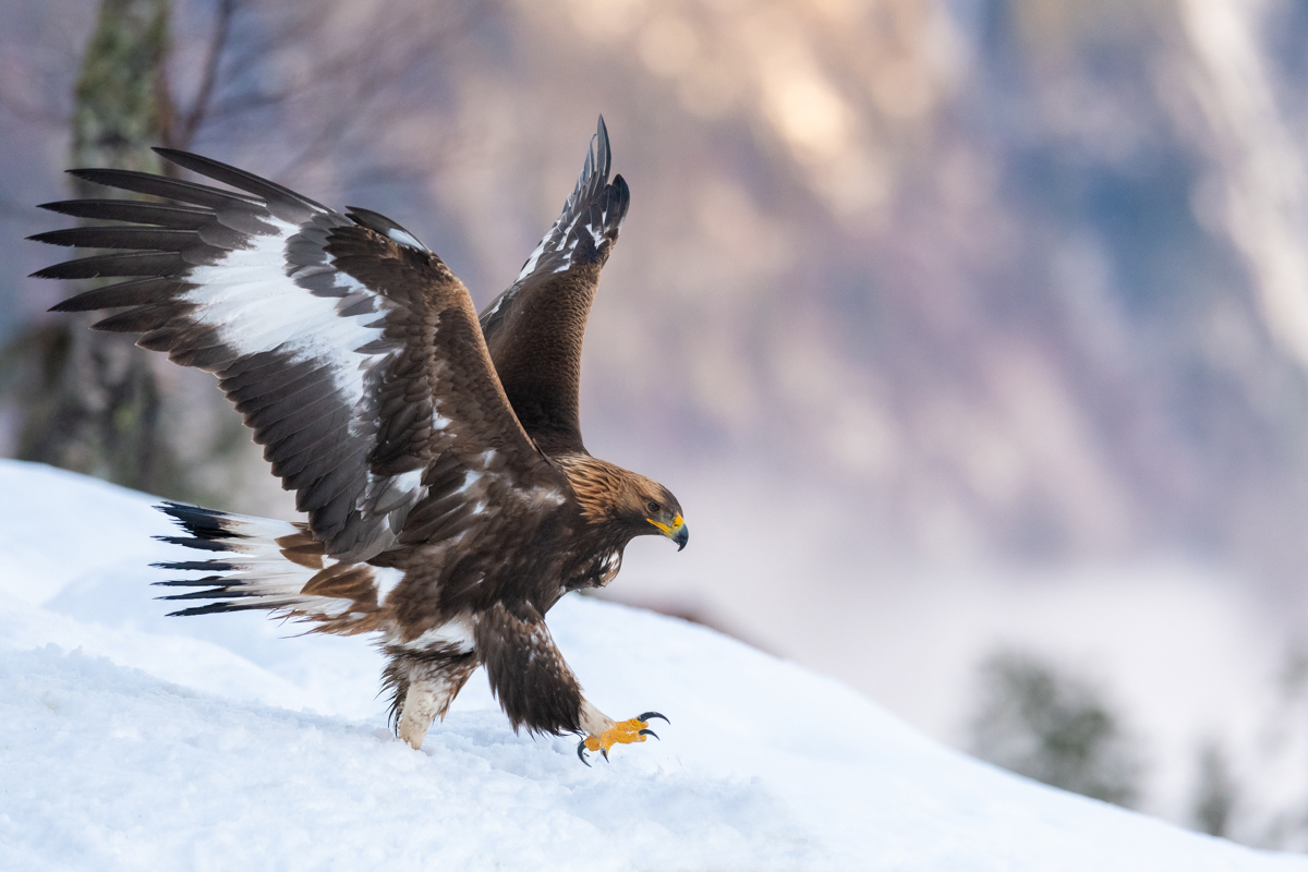 Golden eagle running in the snow