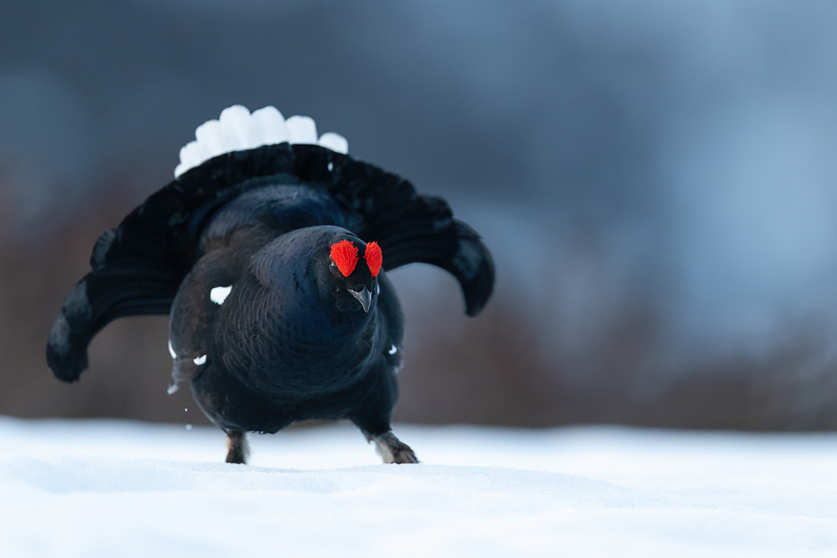 Black grouse ready to fight