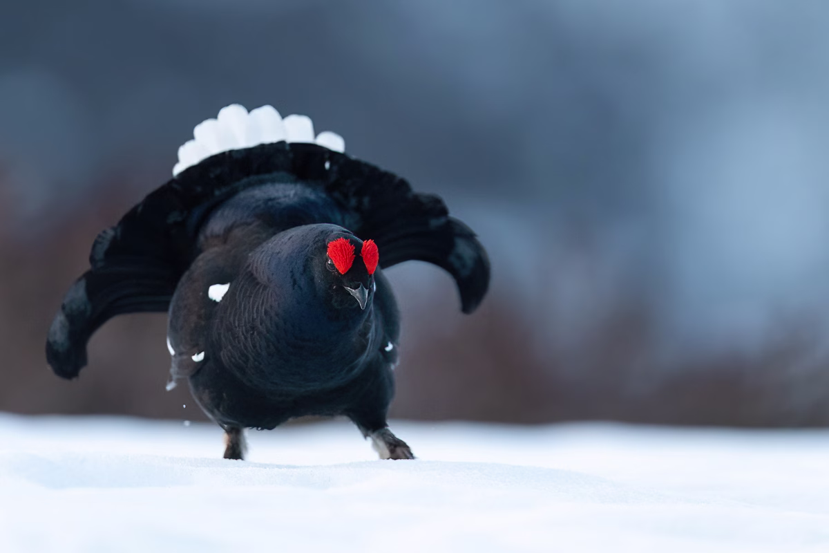 Black grouse ready to fight