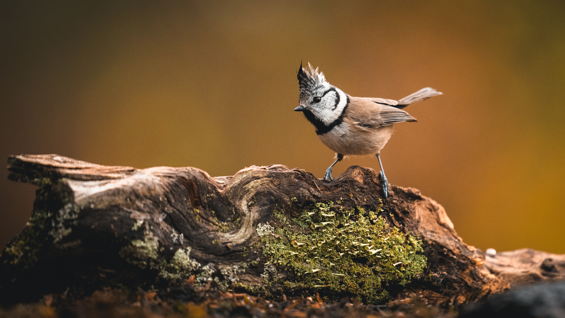 Crested tit in the autumn forest