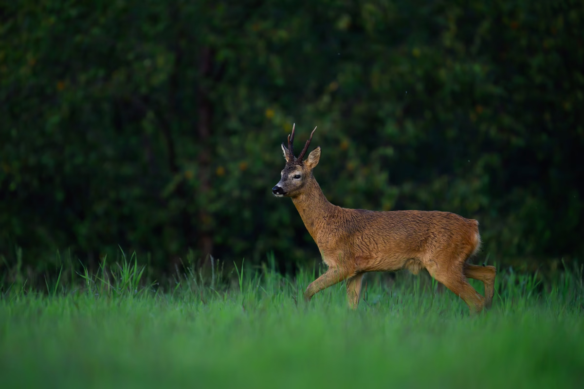 Roe deer buck on the grass meadow