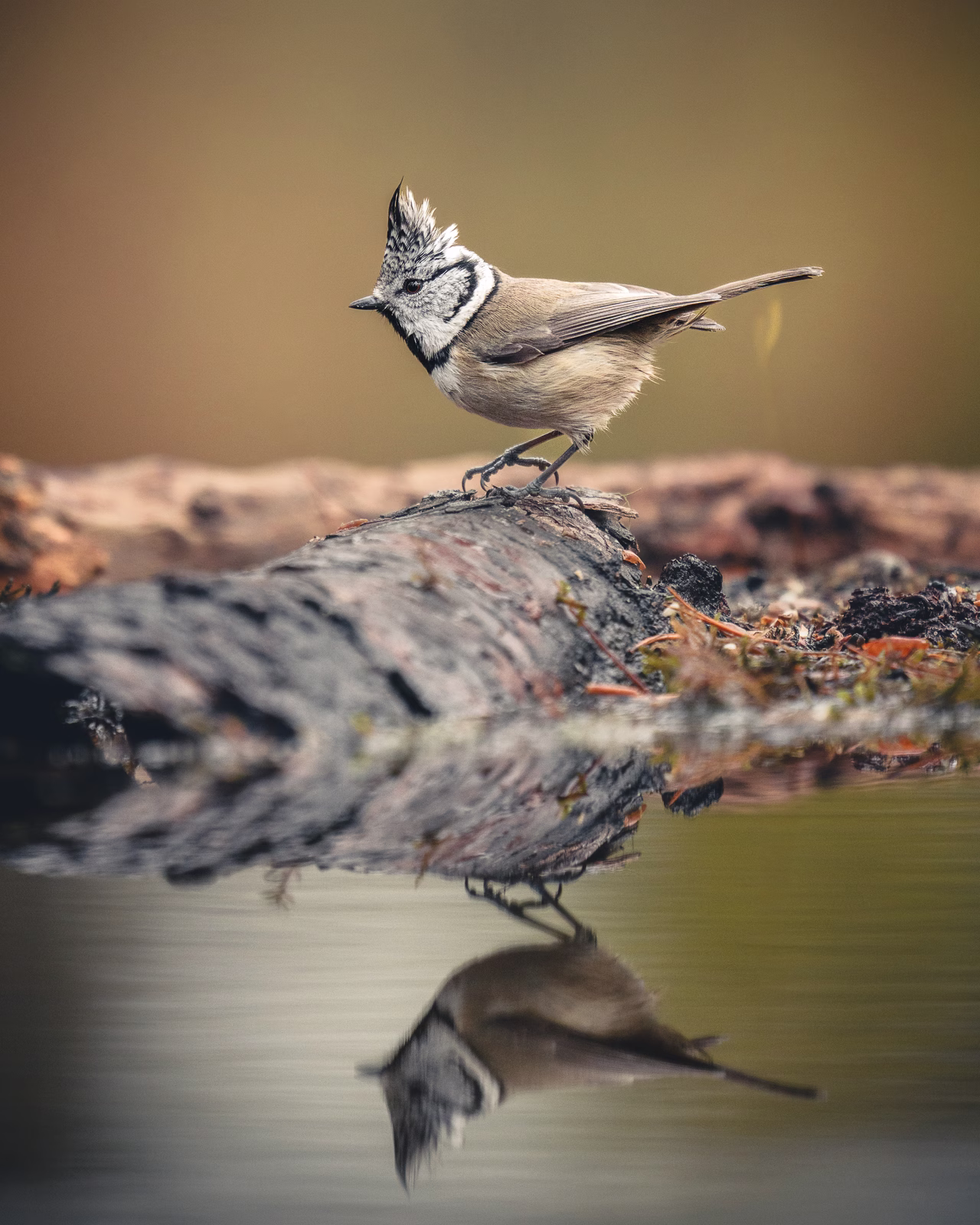 Crested tit in the reflection pool