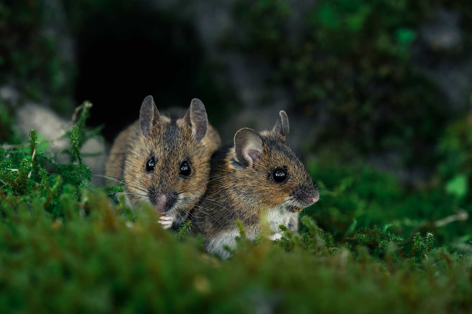 Two woodland mice in front of their mousehole
