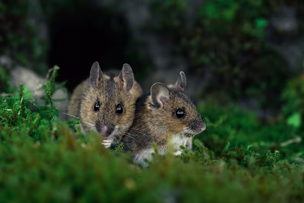 Two woodland mice in front of their mousehole