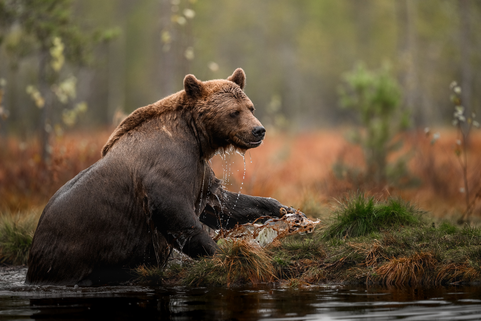 A clean bear is a happy bear