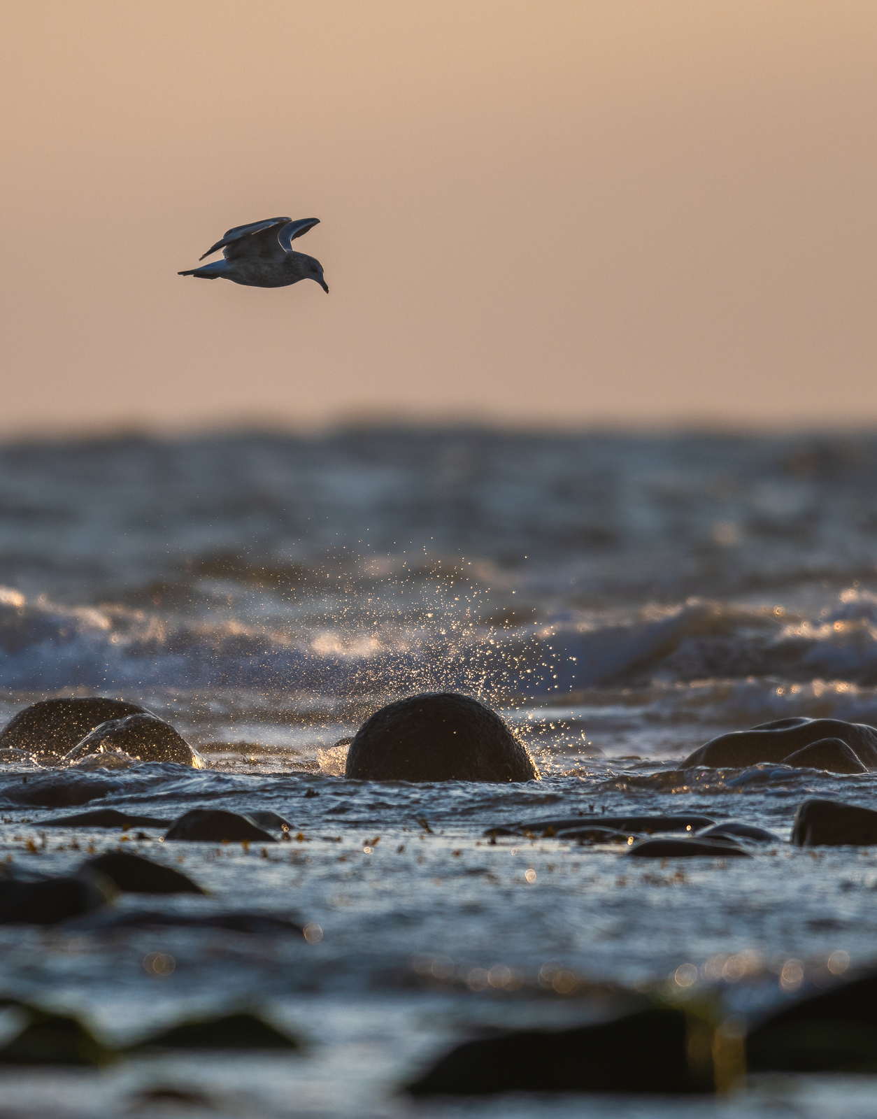 Young herring gull in flight