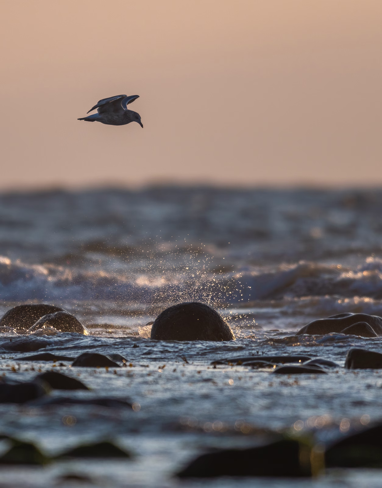 Young herring gull in flight
