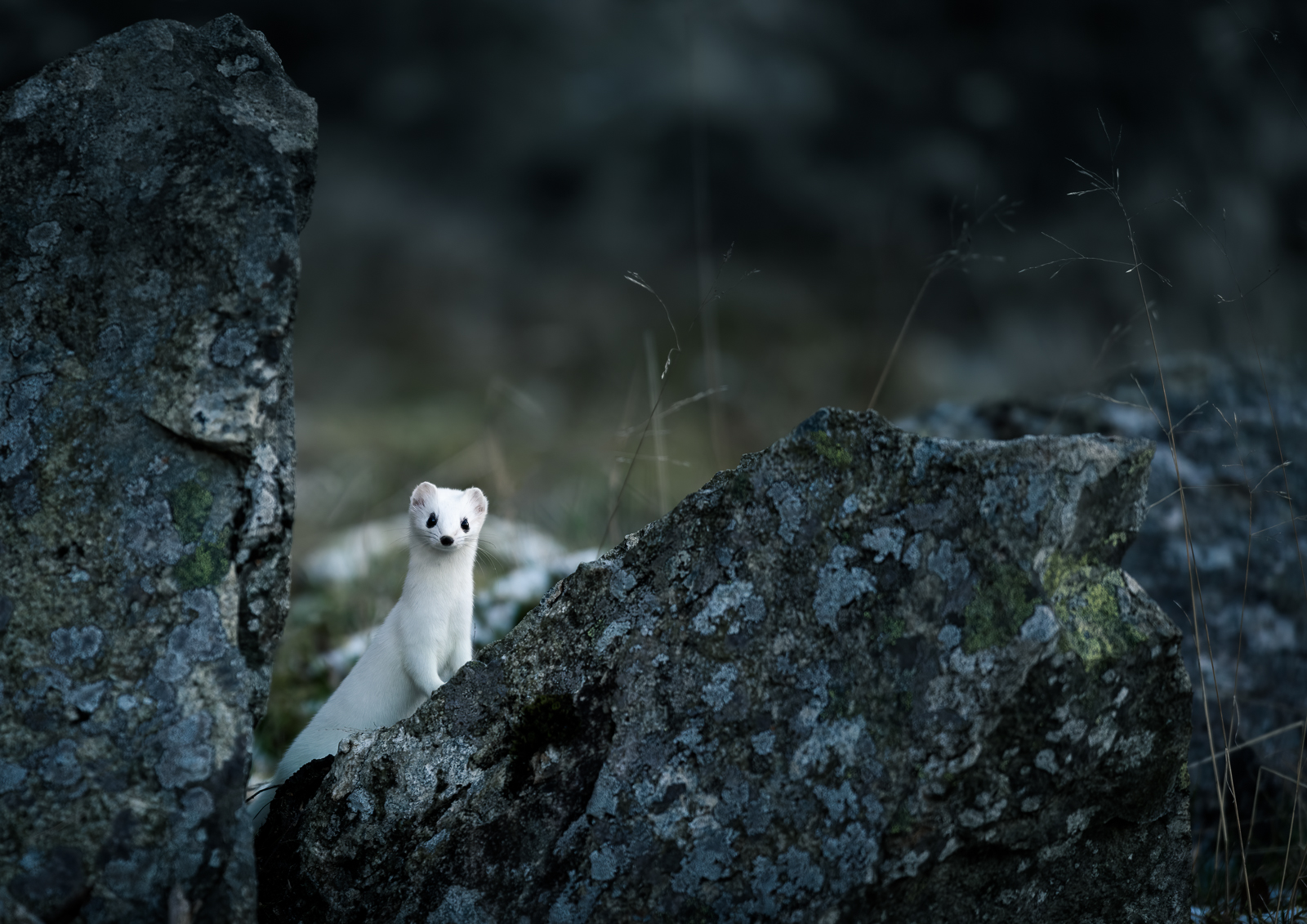 Stoat in winter coat