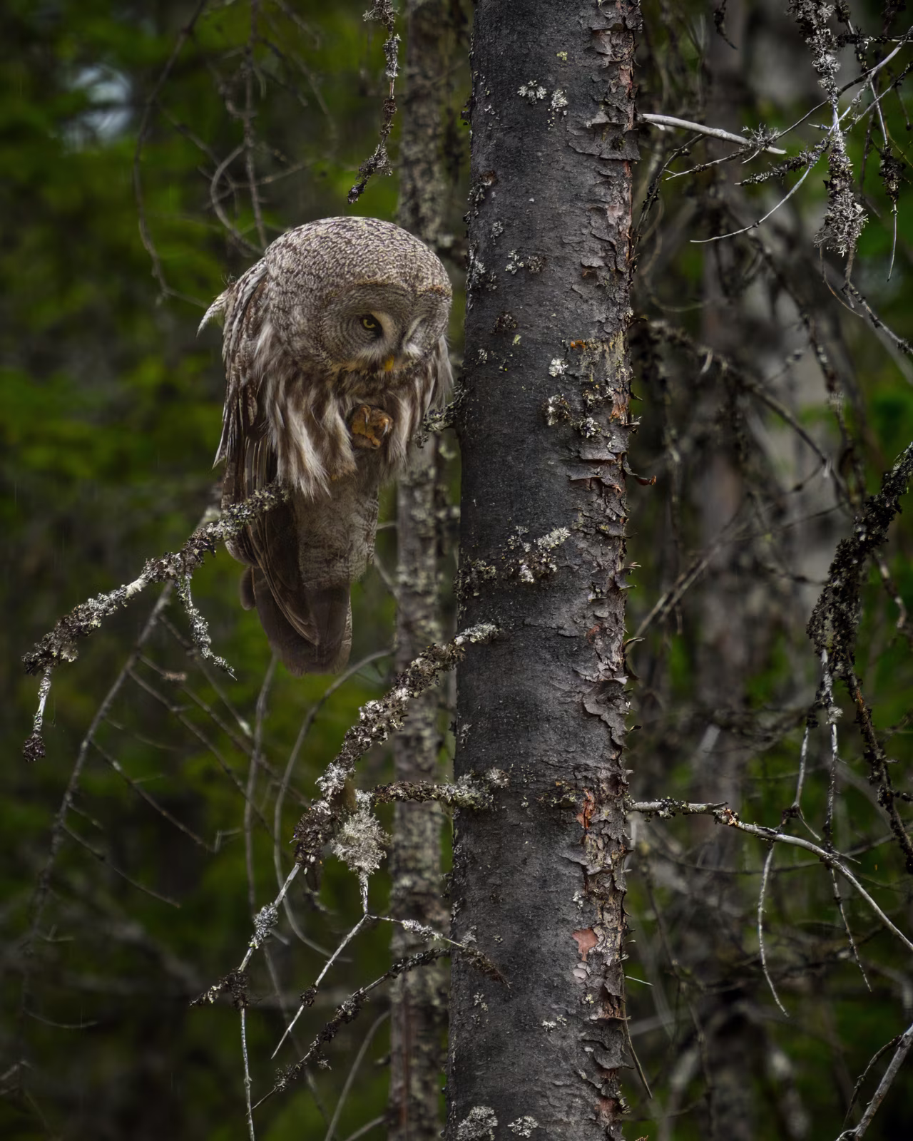 The great grey owl showing its talon
