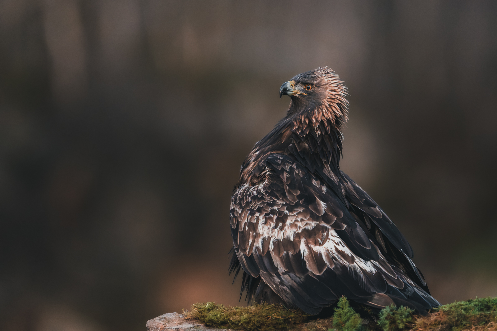 Golden eagle on the lookout