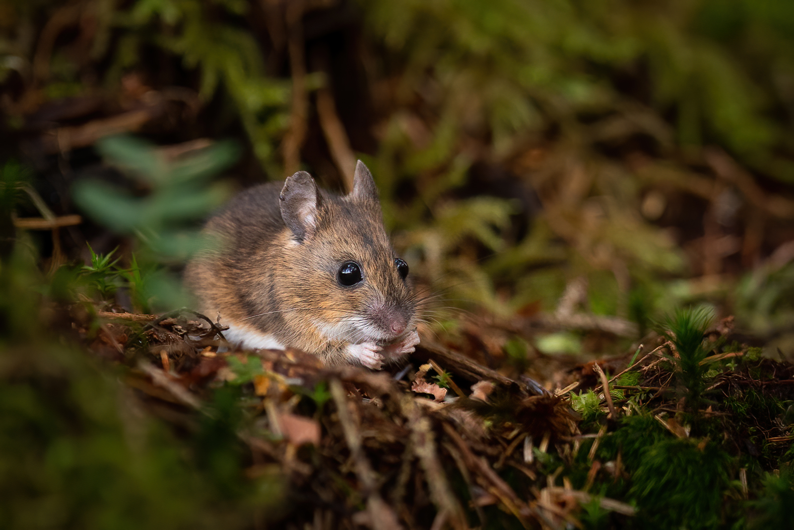 Wood mouse in the forest