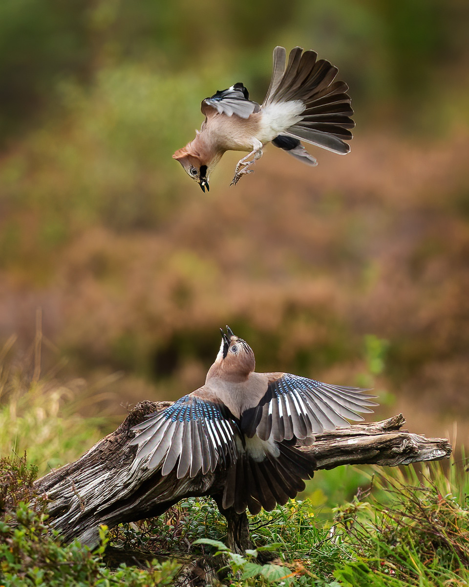 Two jays fight for food