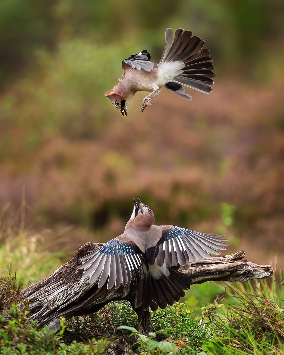 Two jays fight for food