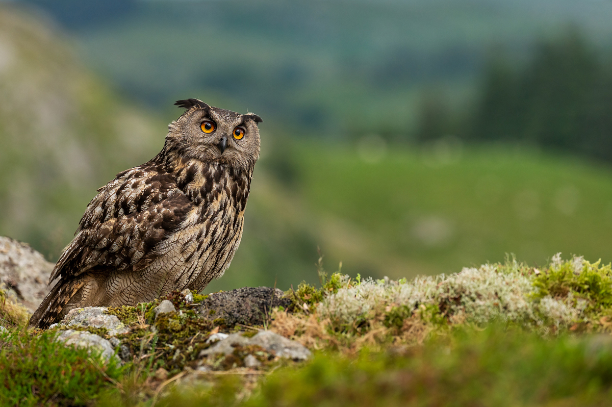 Eagle owl in the early evening