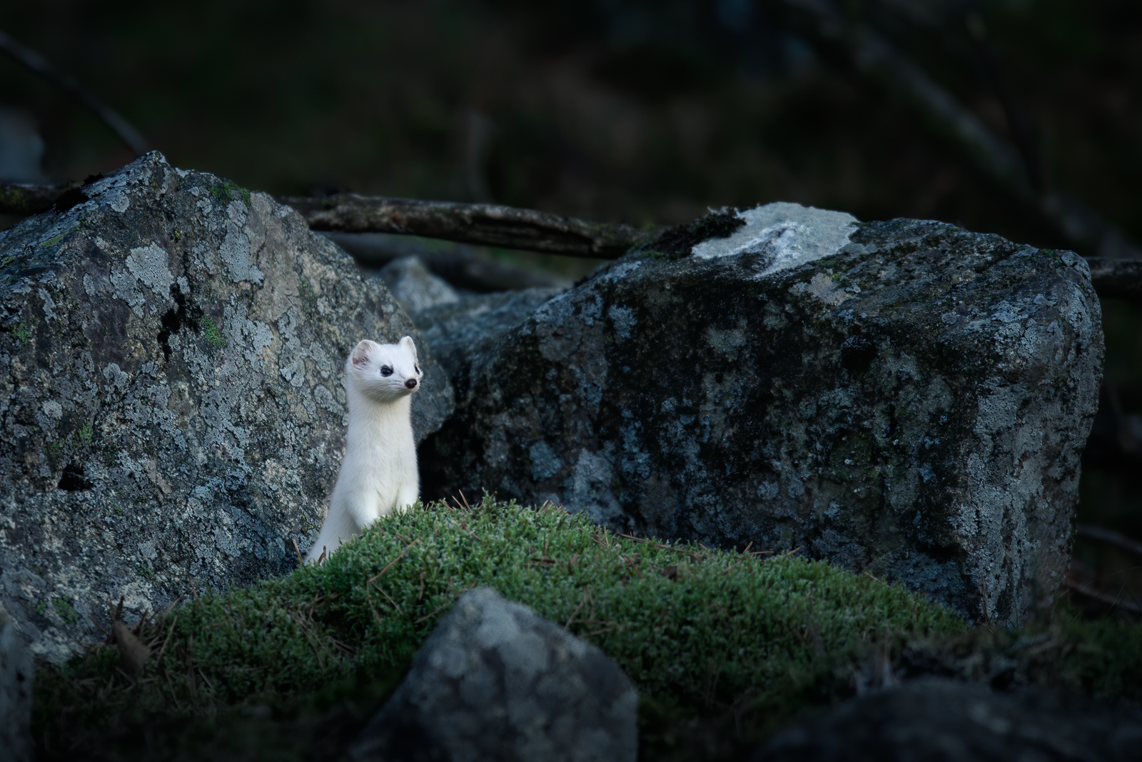 Stoat in winter coat