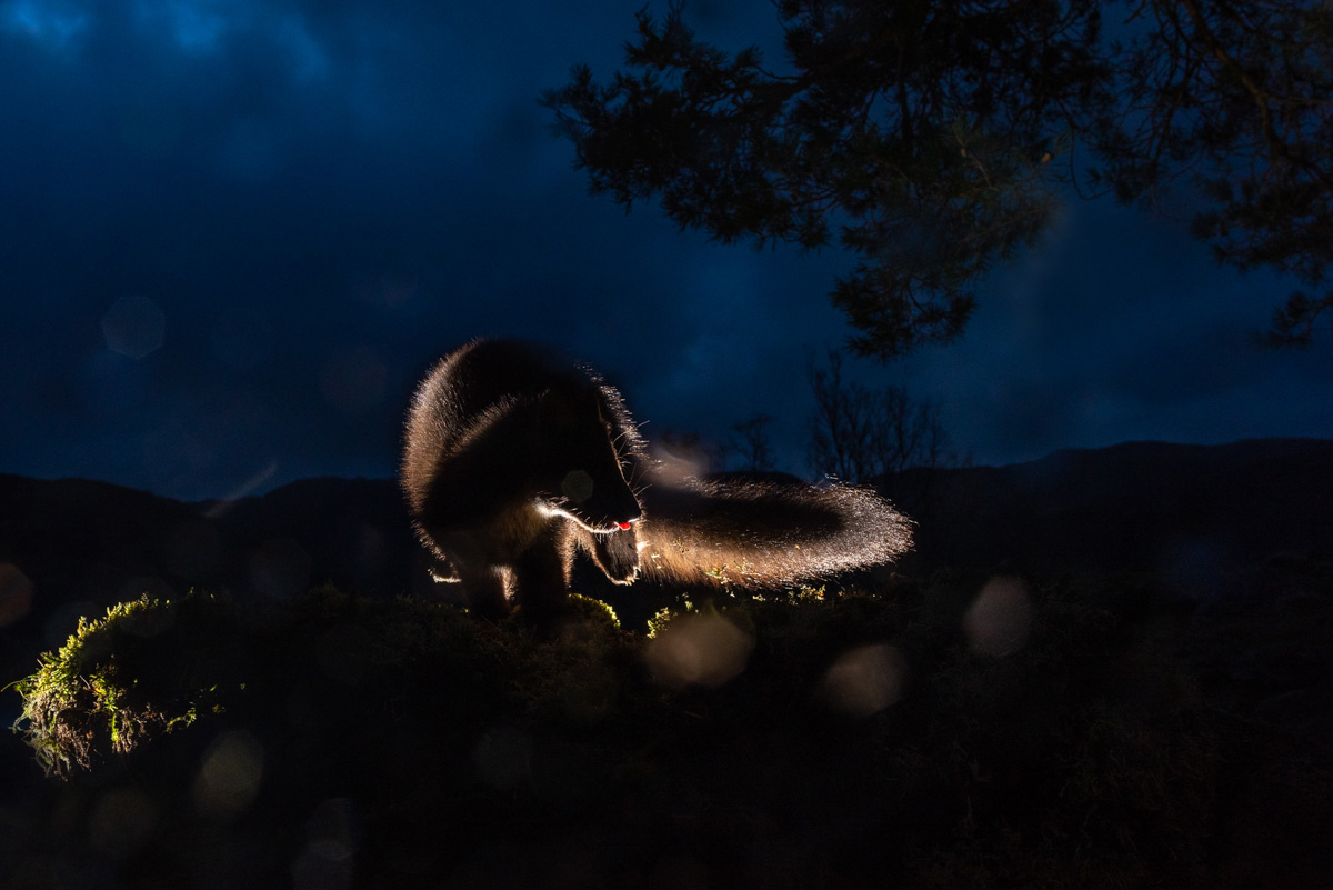 Pine marten on a rainy night