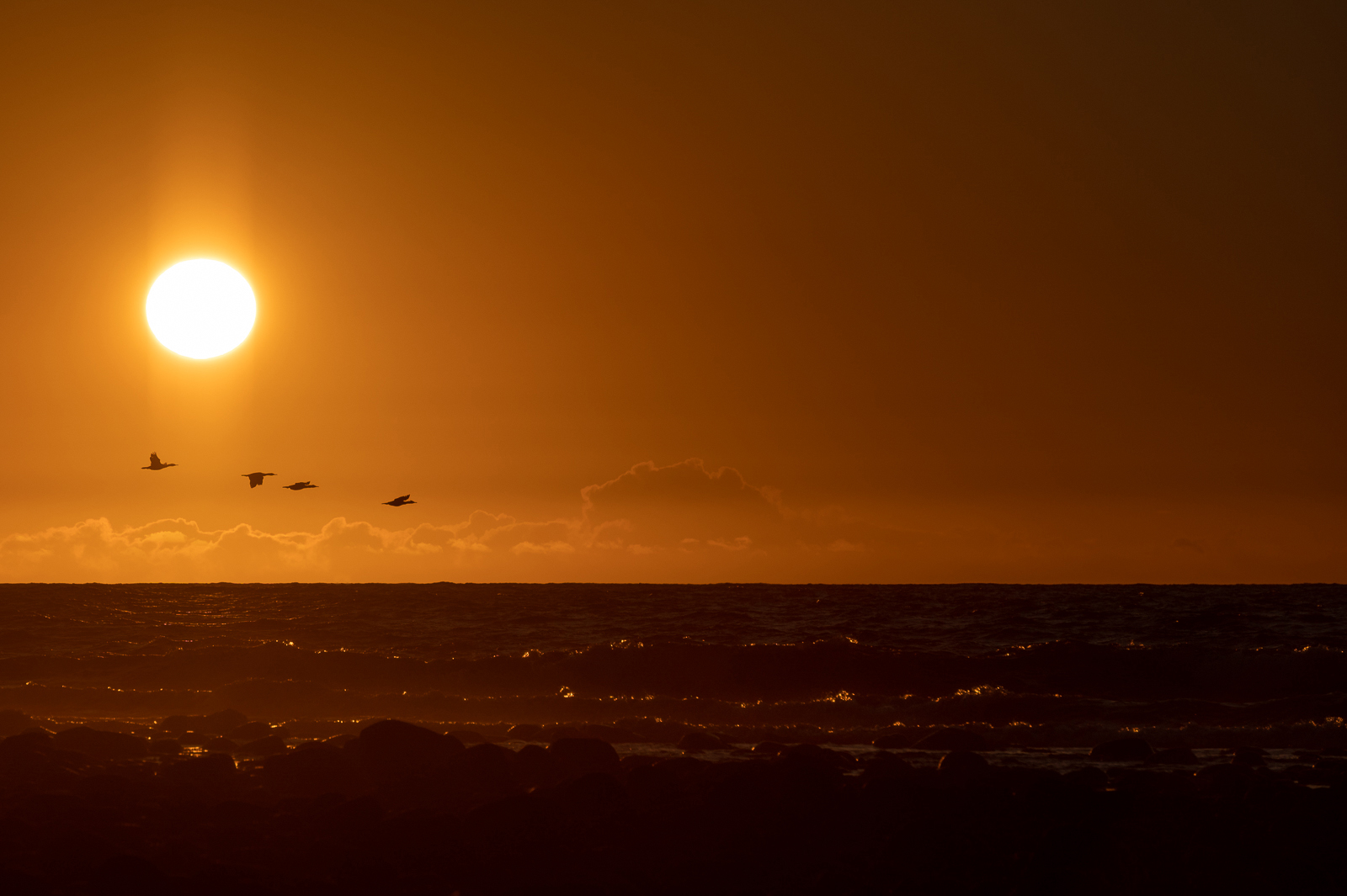 Cormorants flying in sunset