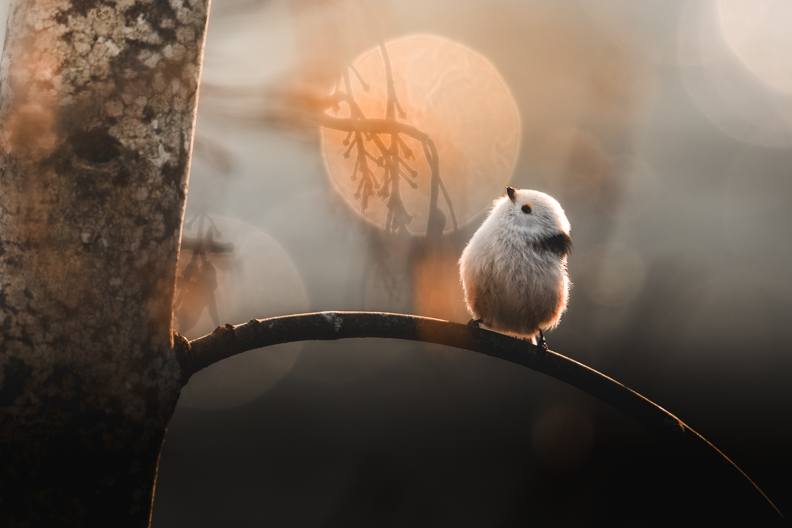 Long-tailed tit with bokeh