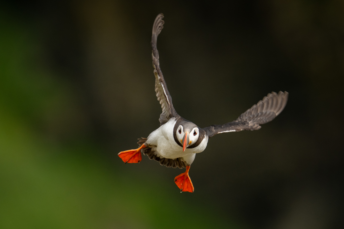 Puffin incoming
