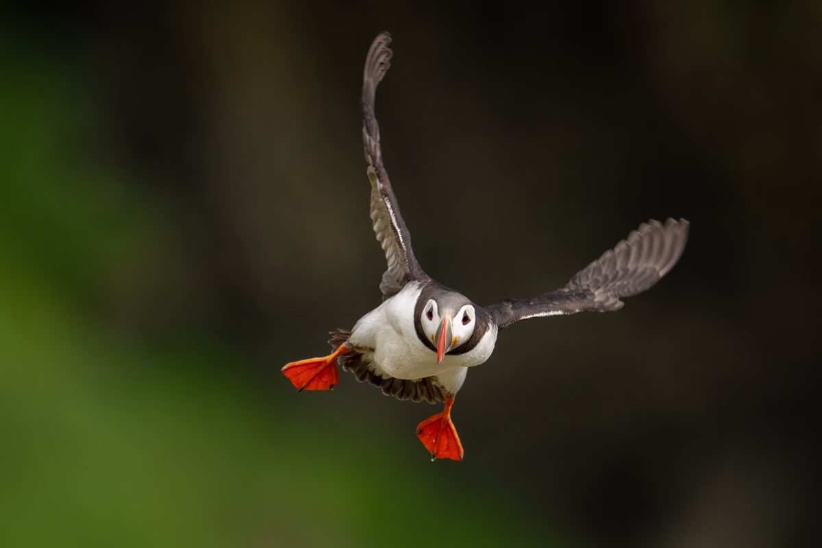 Puffin incoming