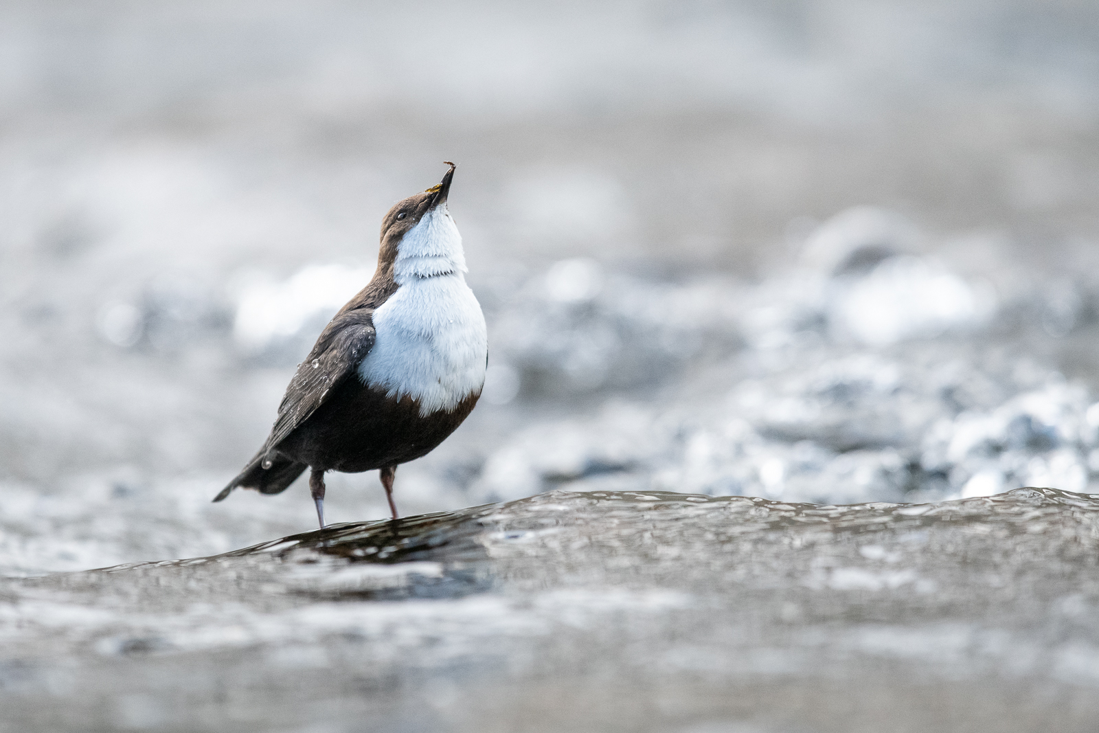 Dipper with nymphs
