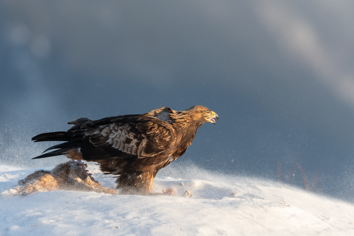 Golden eagle in tough conditions