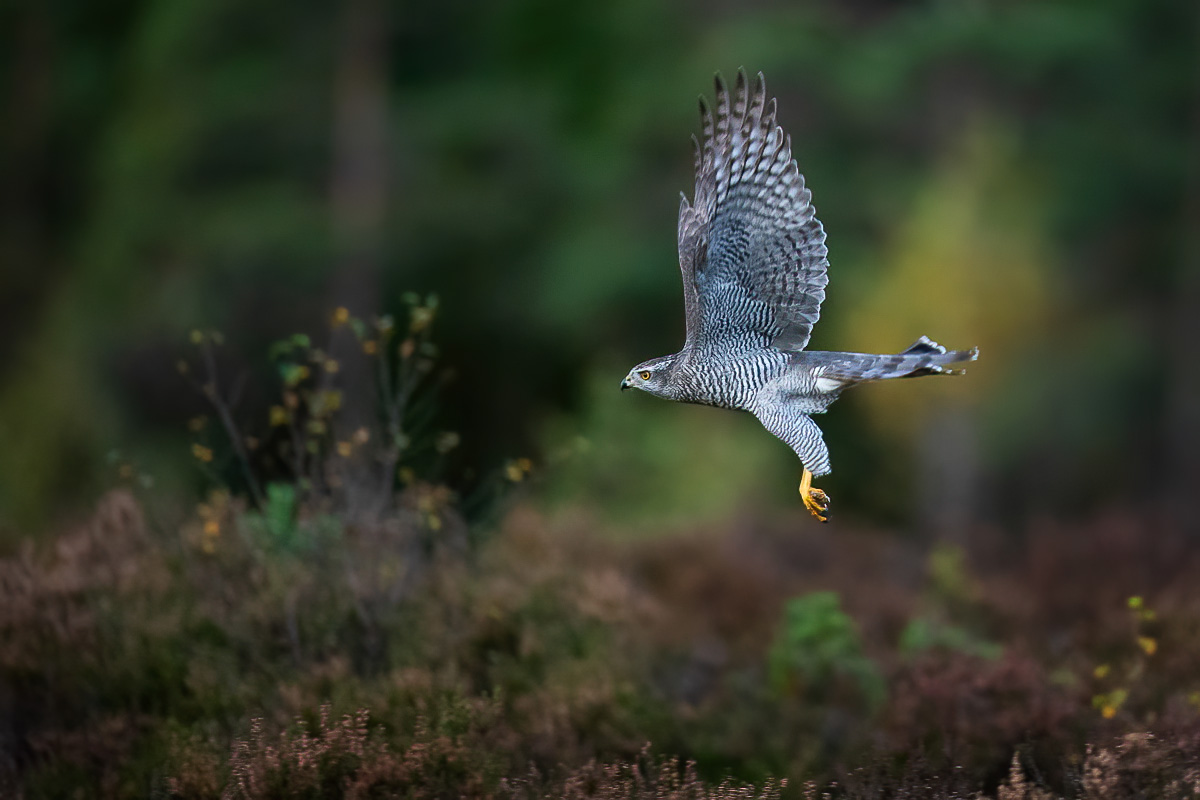 Goshawk in flight in autumn forest