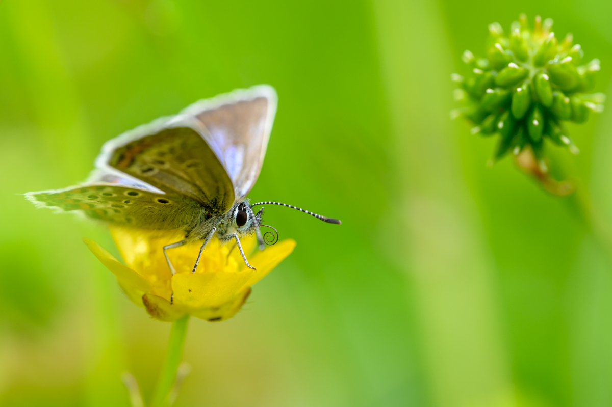 Idas blue butterfly in the flower meadow