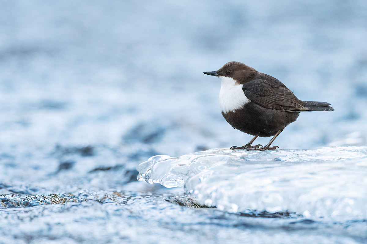 White-throated dipper on the ice