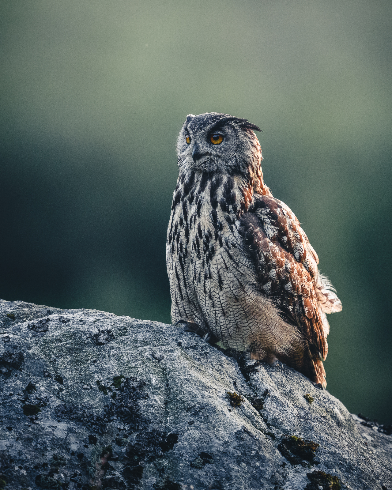 Majestic eagle owl on the rock