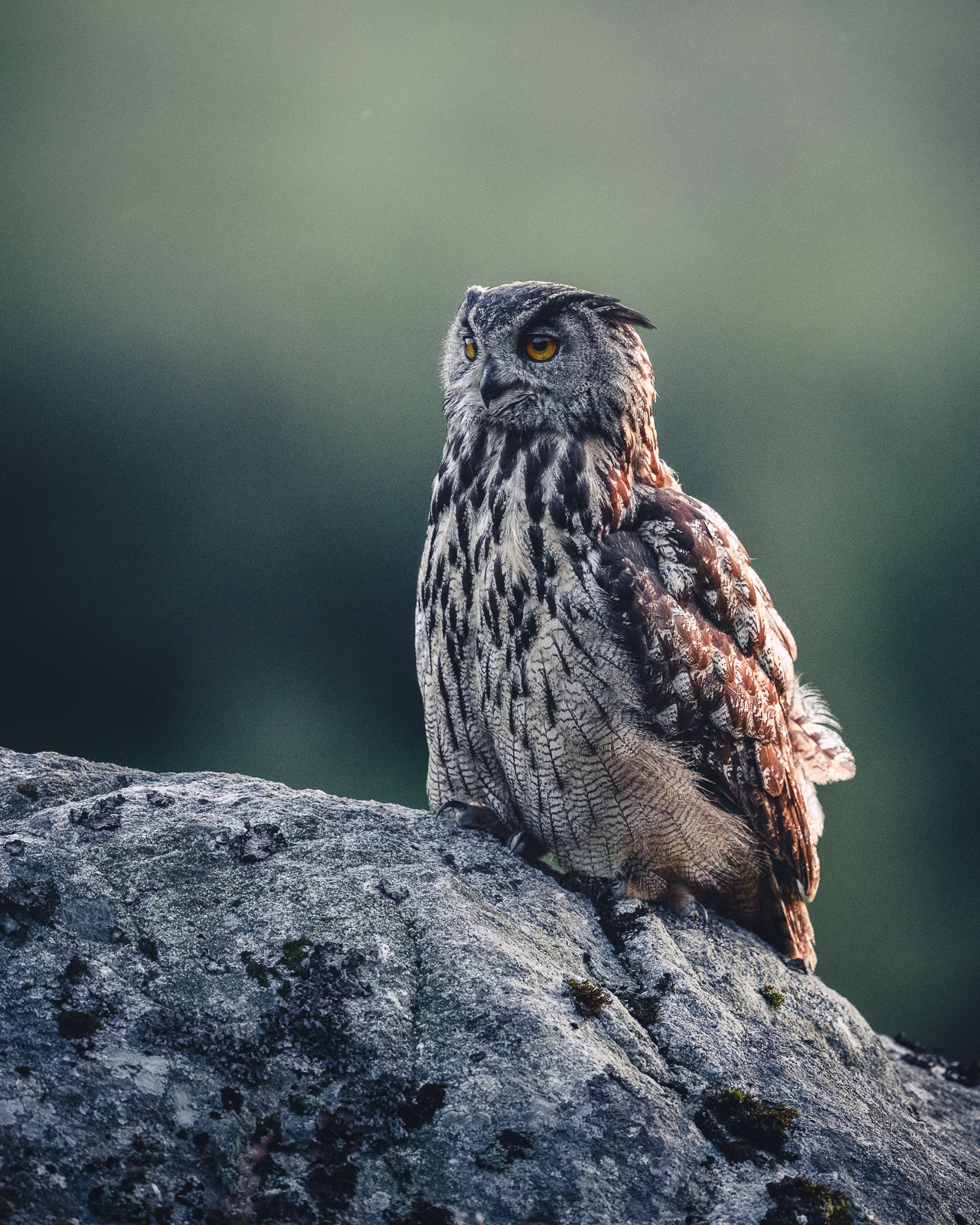 Majestic eagle owl on the rock