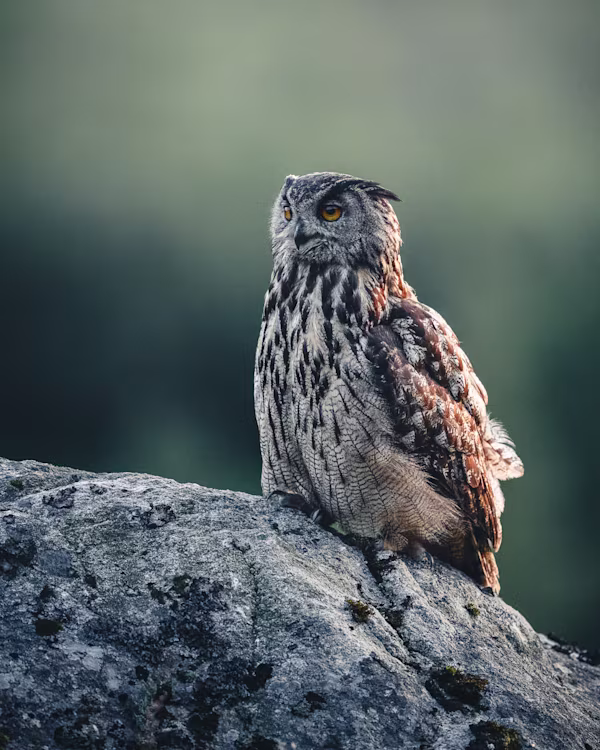 Majestic eagle owl on the rock