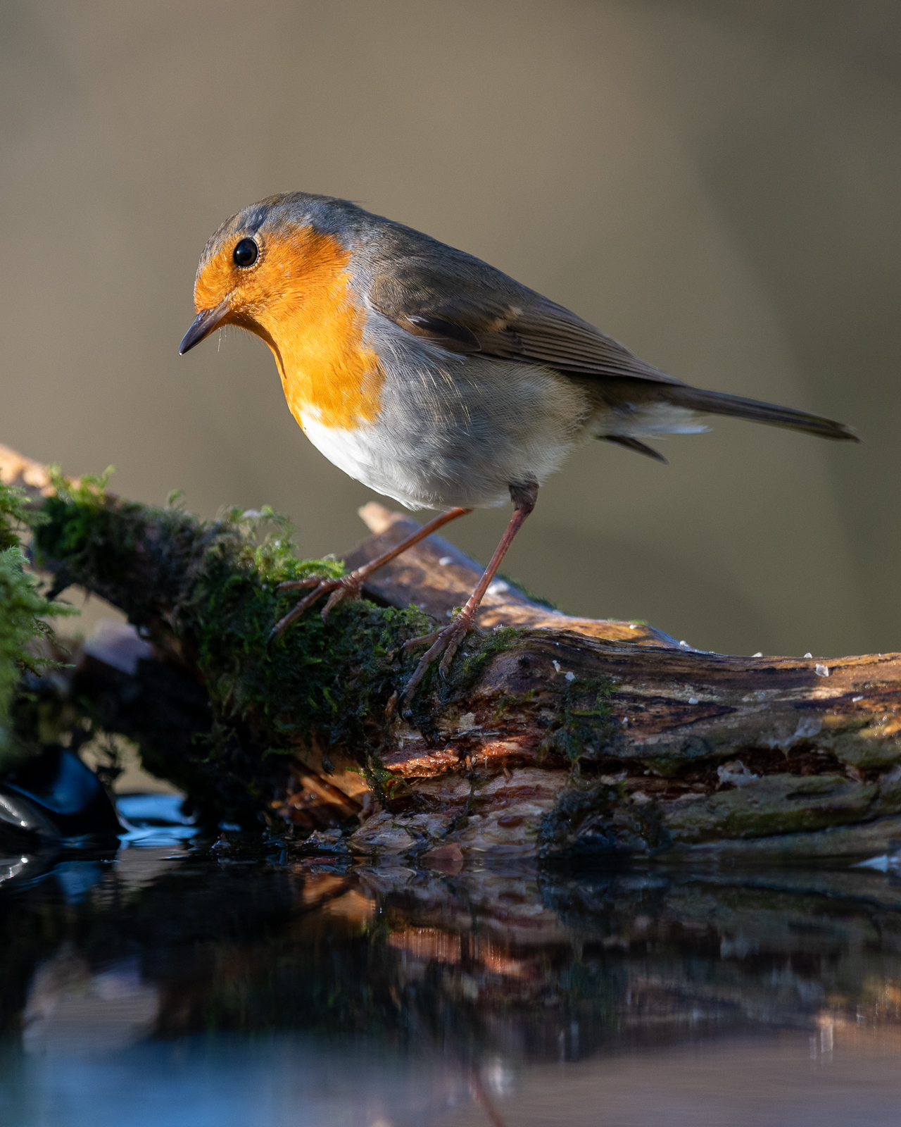 Red robin in the garden