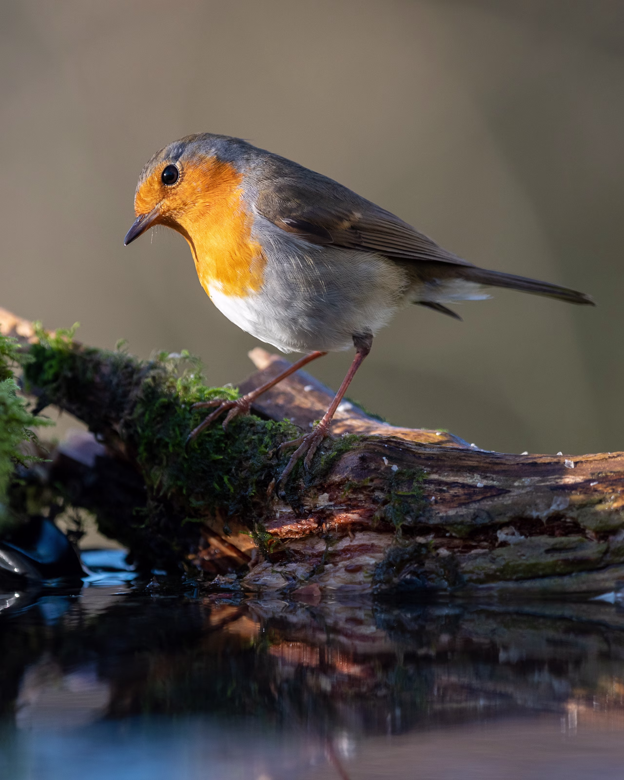 Red robin in the garden