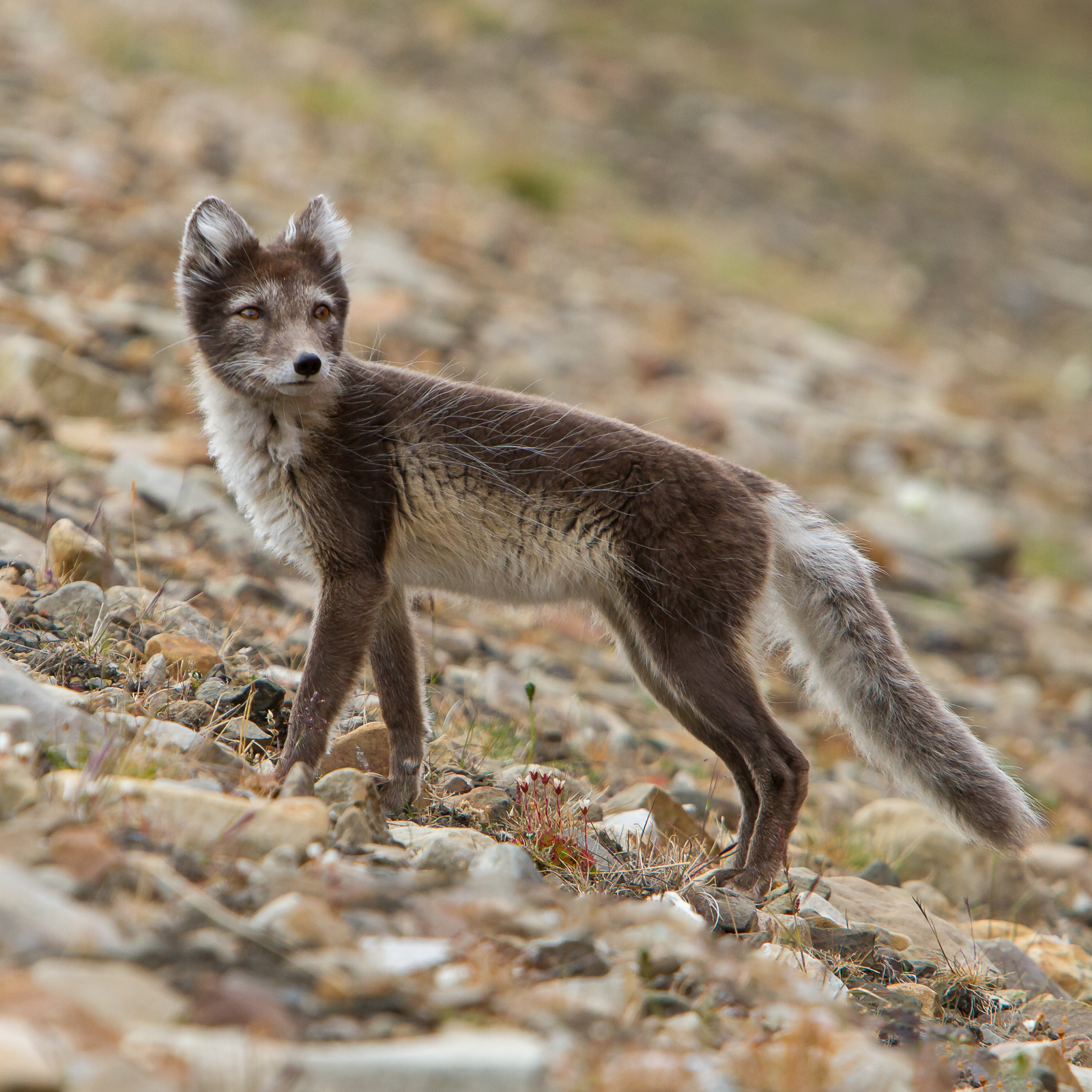 Arctic fox at Svalbard