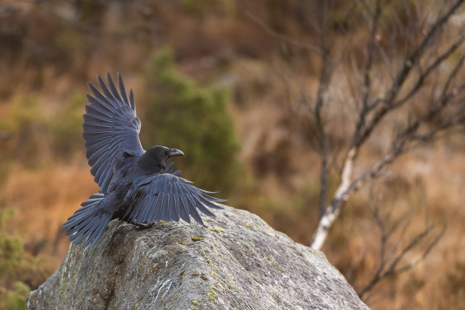 Raven landing on the rock